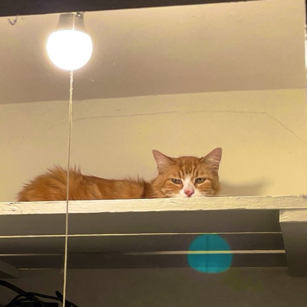 my orange cat Garbo in the closet.