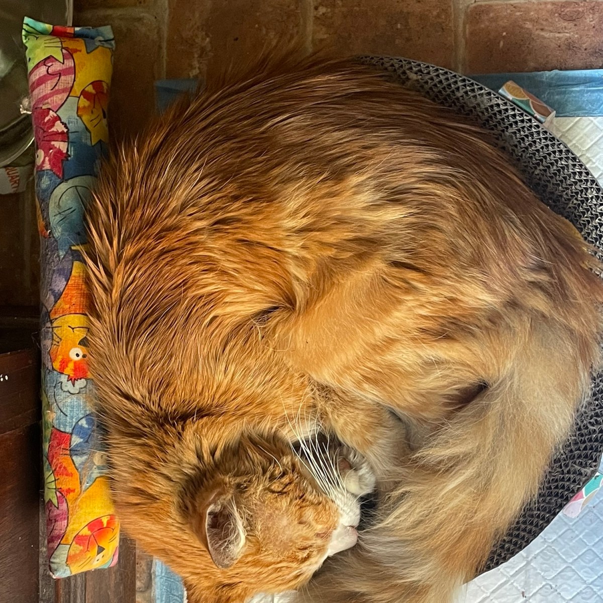 golden spiral or&nbsp;croissant