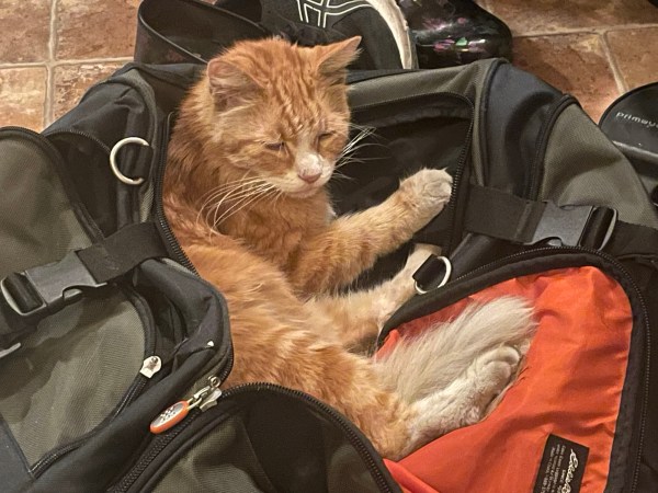 an orange cat curled up inside an open grey duffel bag on the floor.