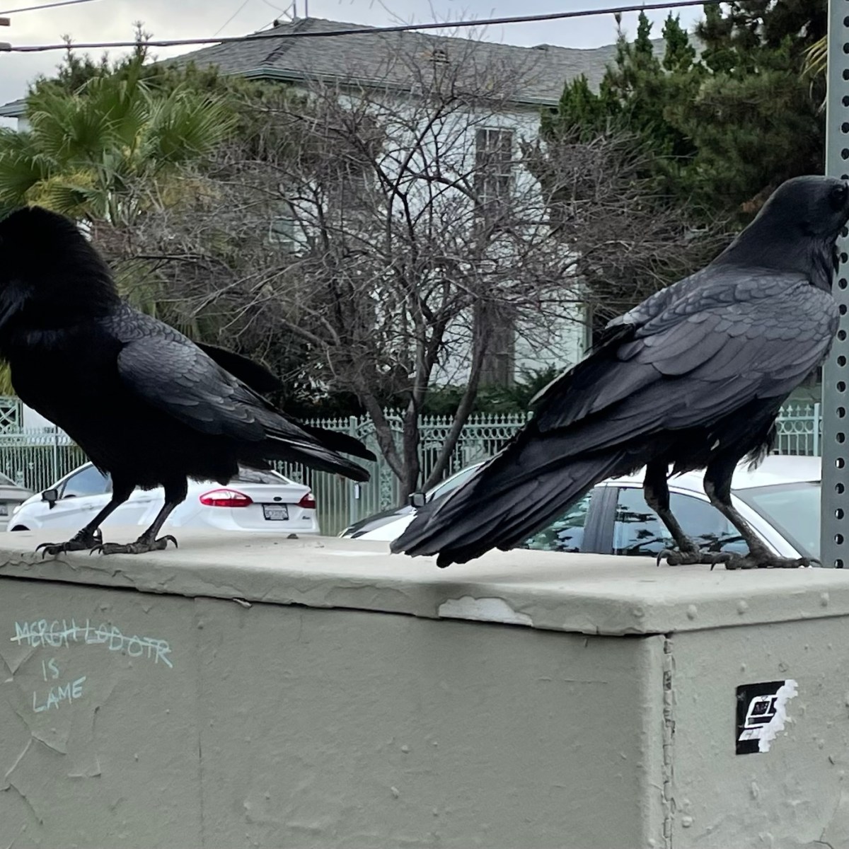 homage, desuetude, glamour